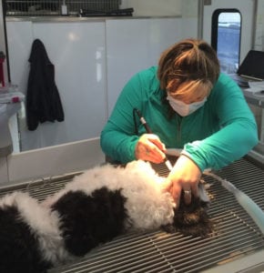 Dog and Cat Teeth Cleaning in Rensselaer, IN