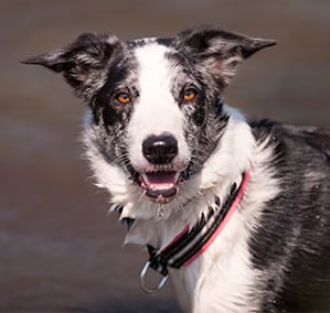 Cat and Dog Vaccinations in Rensselear, IN