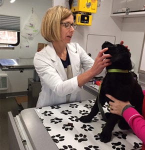 Cat and Dog Wellness Exams in Rensselaer, IN