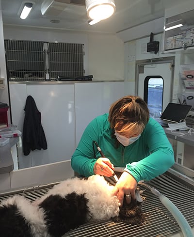 Dr. Dixon examining a pet's teeth: Mobile Pet Hospital in Rennselaer