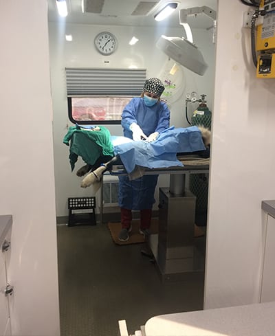 Dr. Dixon performing surgery: Mobile Pet Hospital in Rensselaer